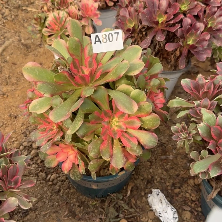 807香妃清棚处理不包断枝