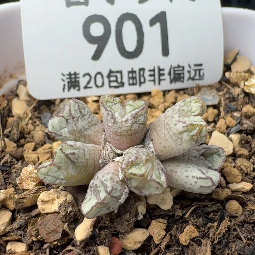 小飞带盆土