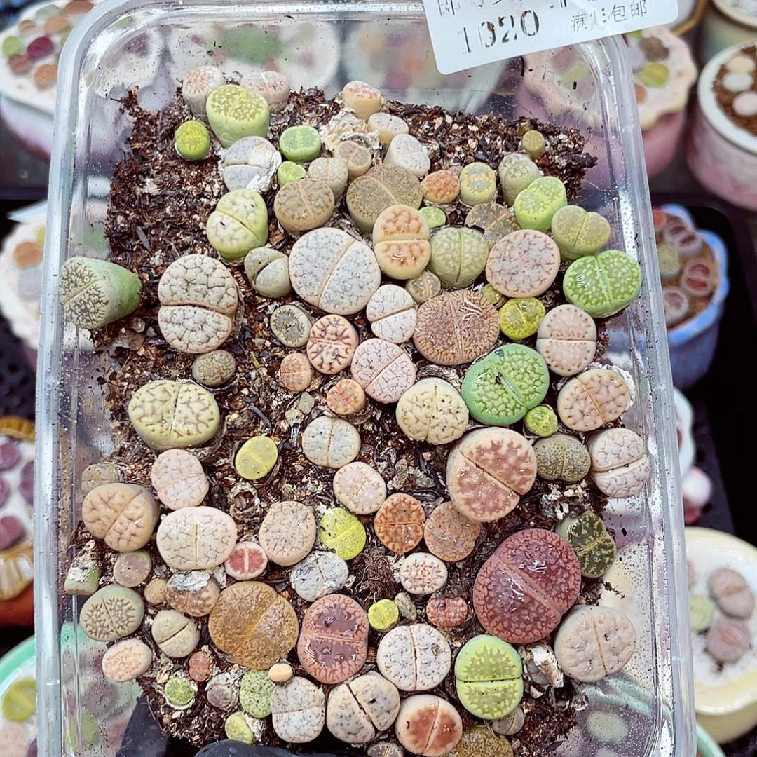 生石花满18包邮1020-198