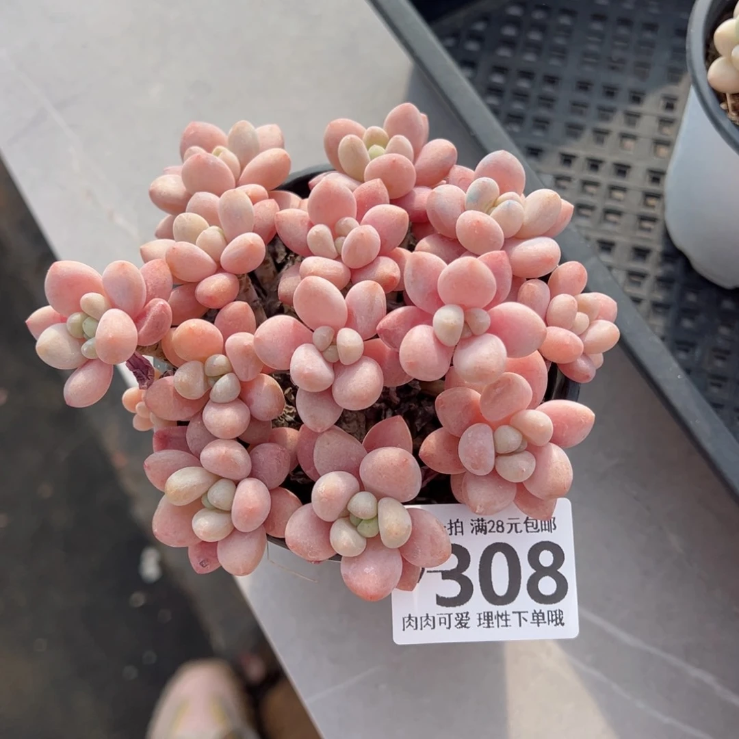 鱼子酱多肉多肉多肉多肉