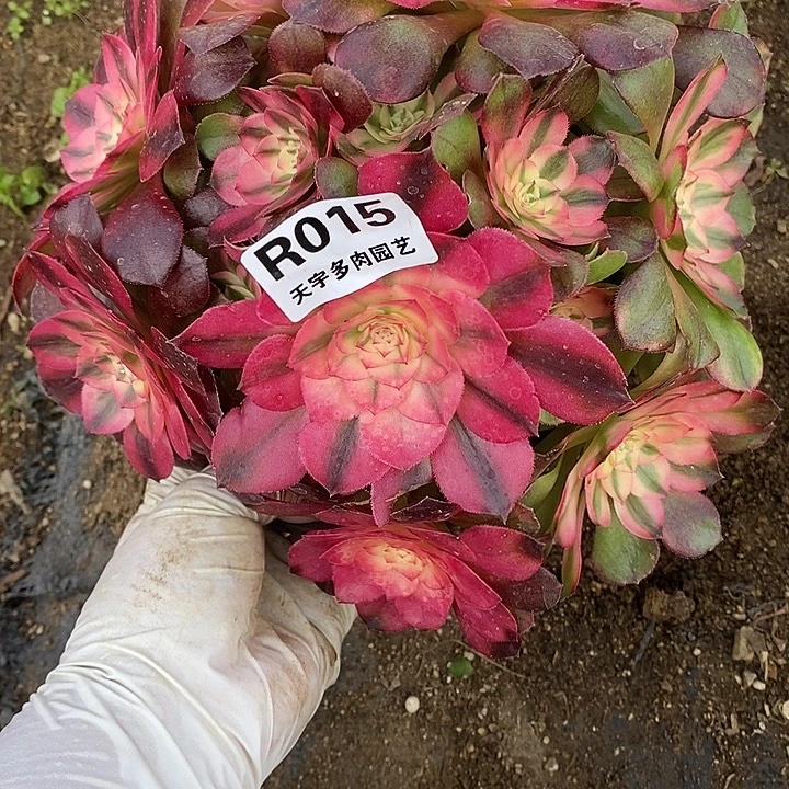 多肉植物荔枝015多肉