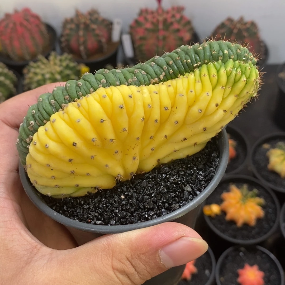 多闻柱缀化锦—带盆土发货