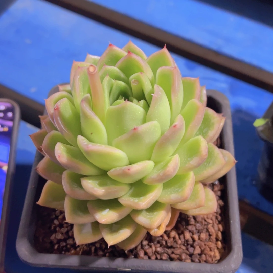 玉*多肉植物，多肉植物