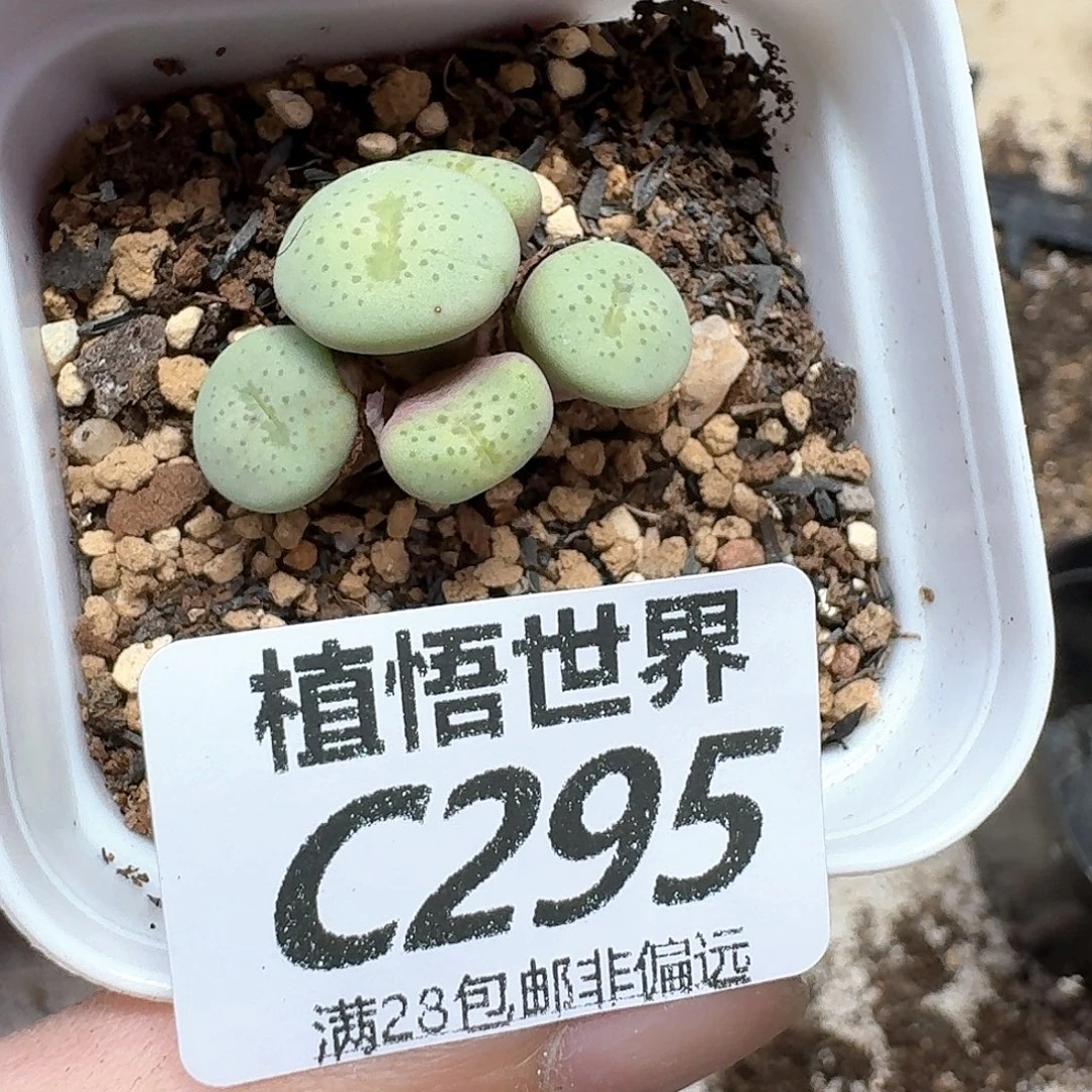 多肉植物的润泽发发