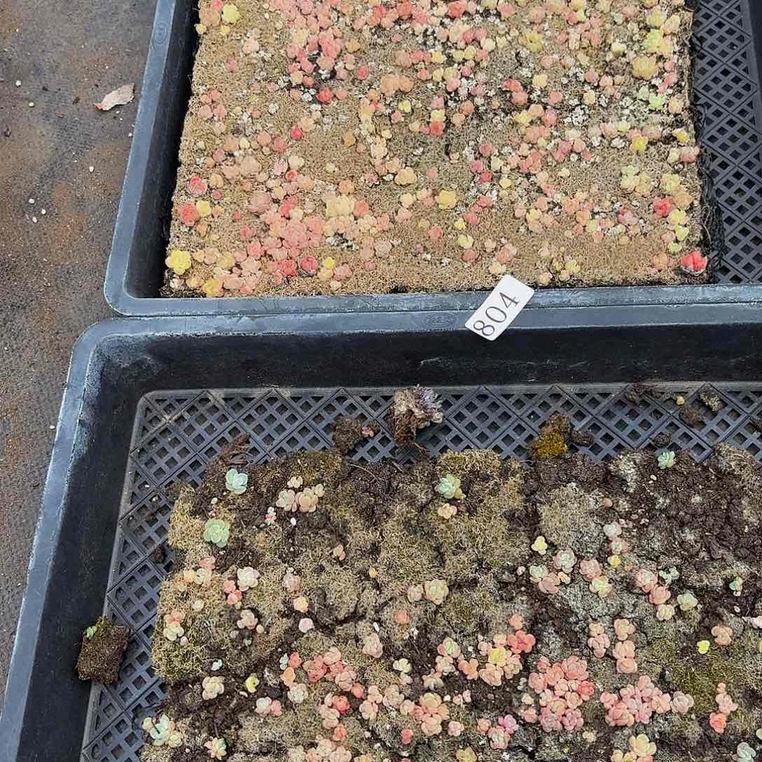 多肉植物多肉植物804