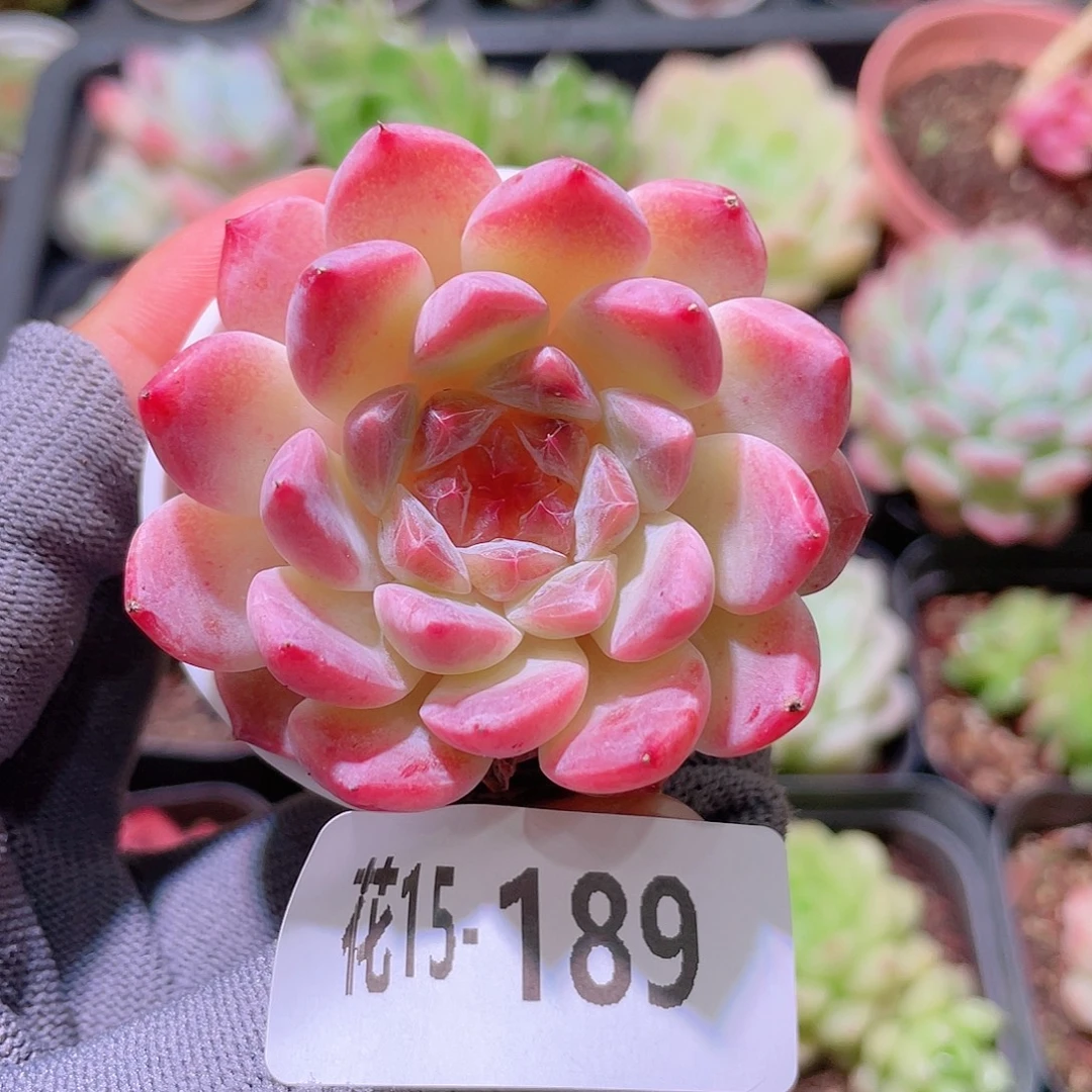 花利美15-189秘境冰魄