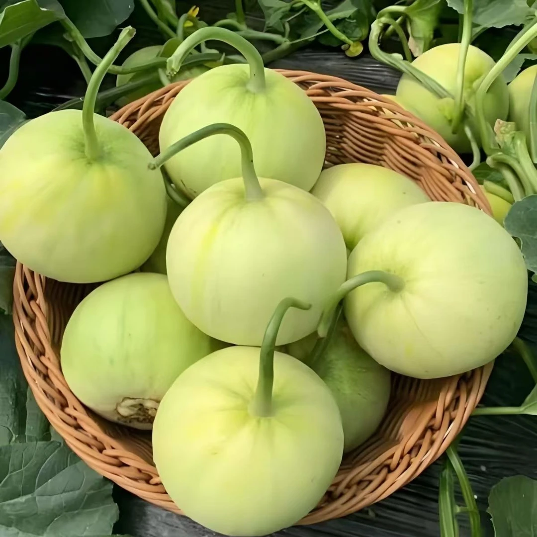 云南高山高海拔种植现摘小香瓜