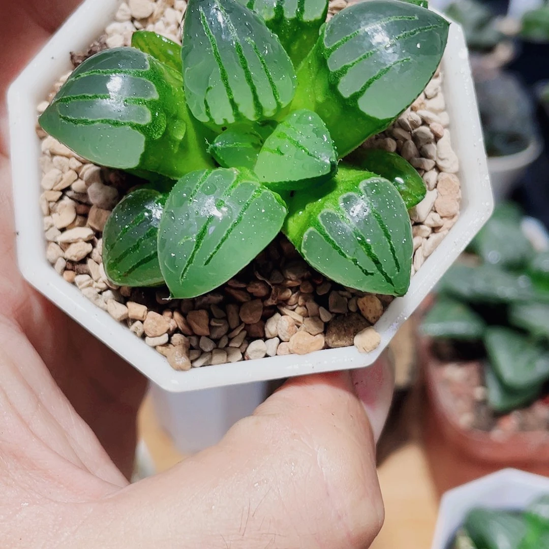 翠虎克绿色猫爪纹多肉