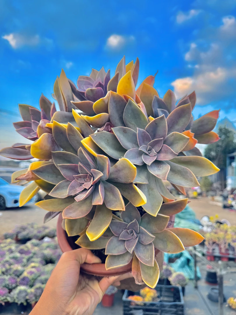 梓轩多肉（太妃糖）只卖对版大货老桩多肉，全场一单就包邮