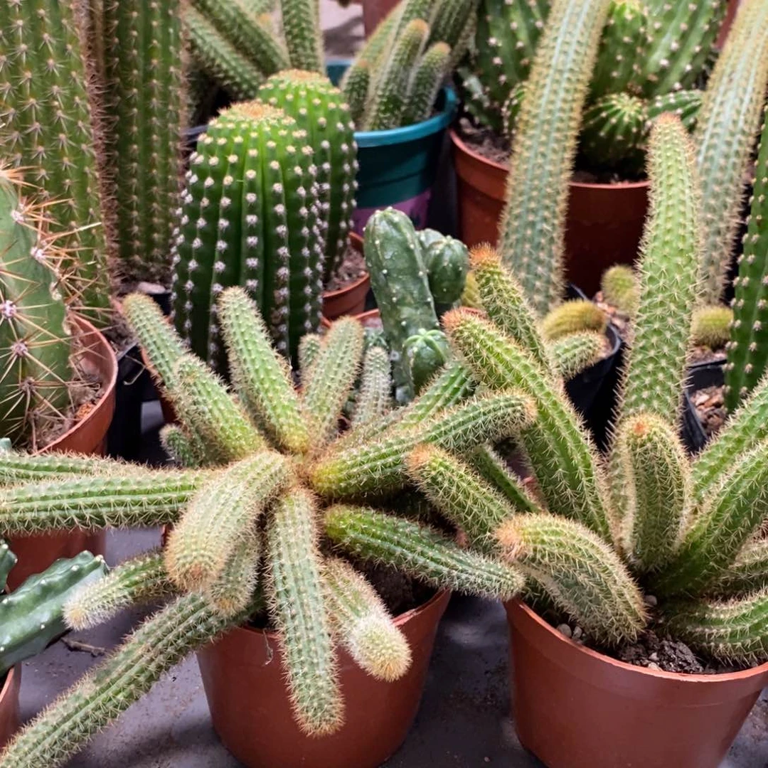 新品橙仙子金妞一杯