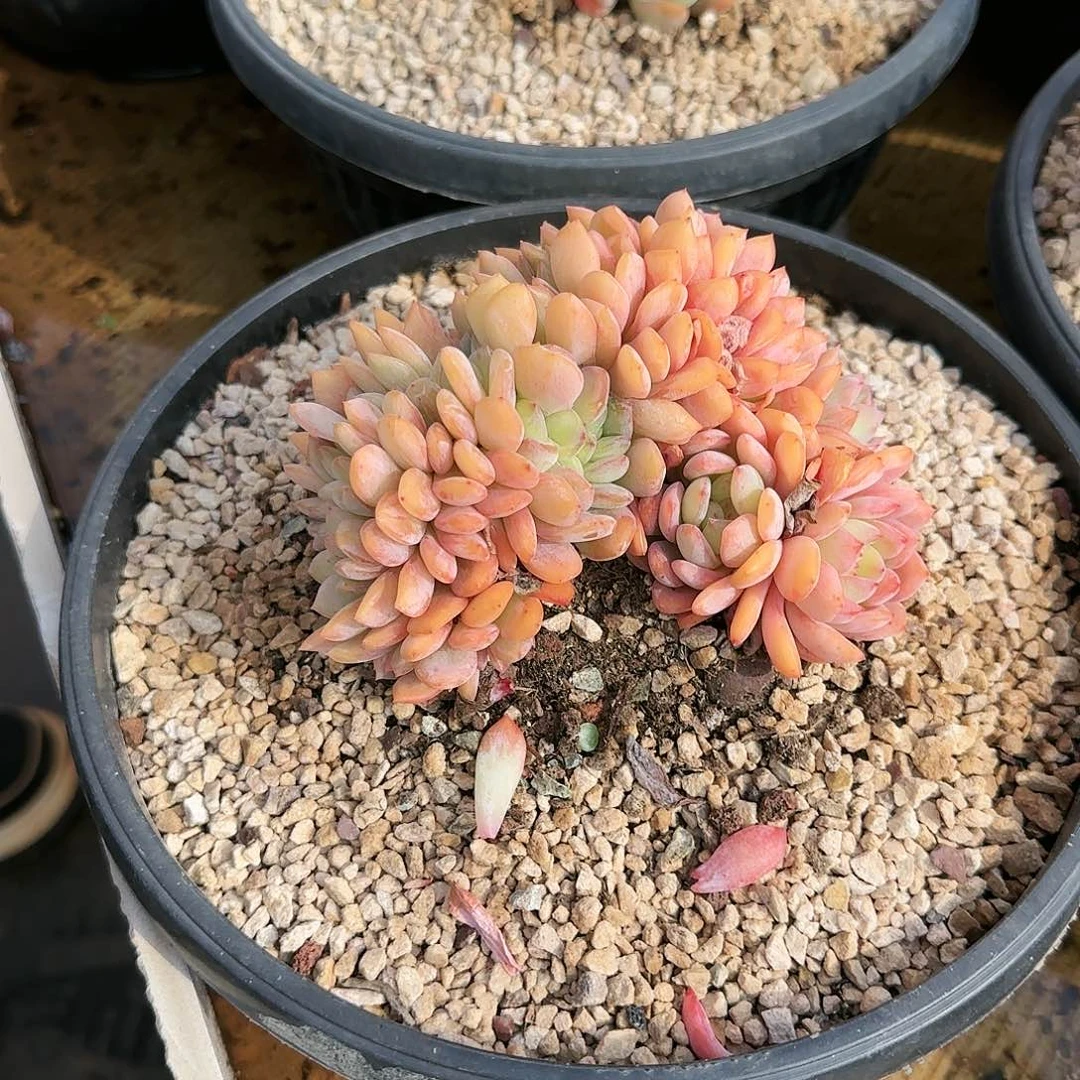 小**?雪碧，全明星缀168          肉