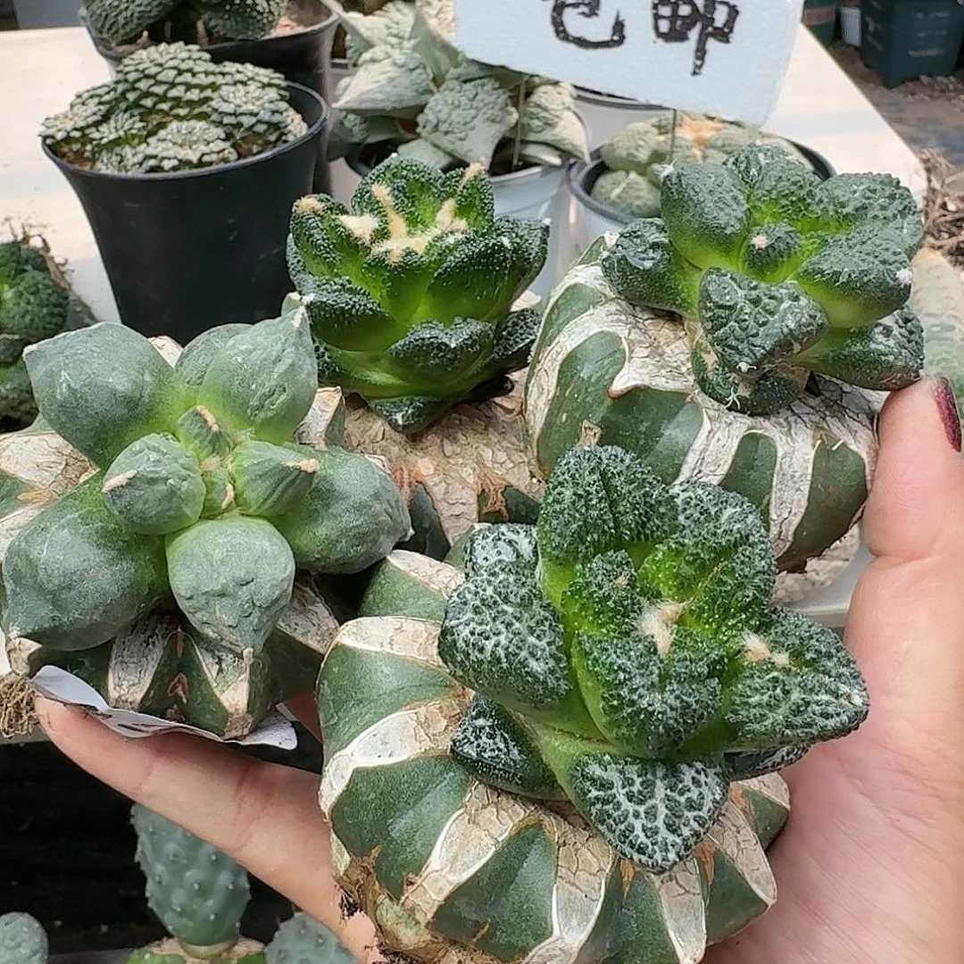 【闪购商品】无花朵清货四颗牡丹