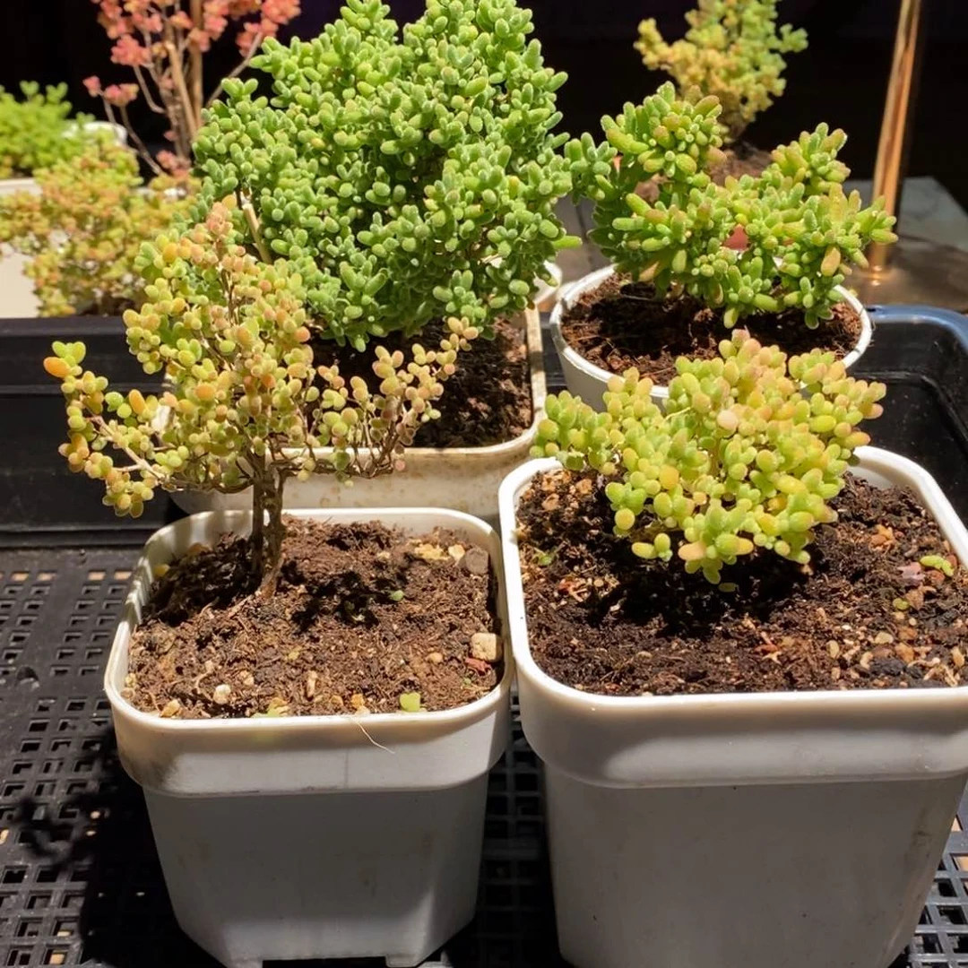 枝干番杏多肉植物967