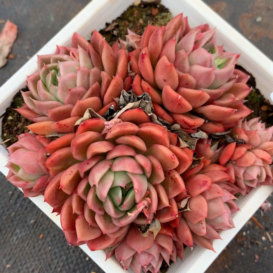 2787杂交精品基地12厘米