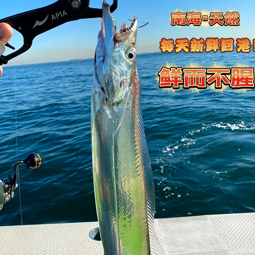 新鲜海捕海钓带鱼非中段海鲜水产可整条发货特大带鱼渔民非雷达网