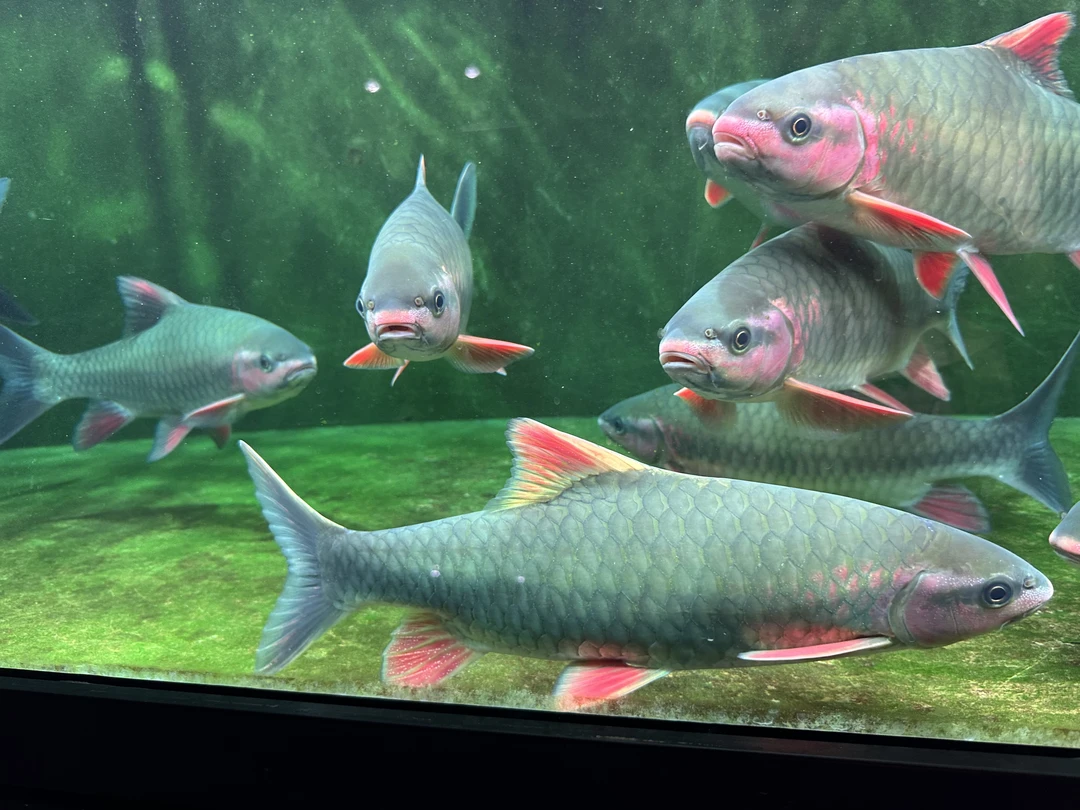 原生青竹鲤，高品质靓鱼