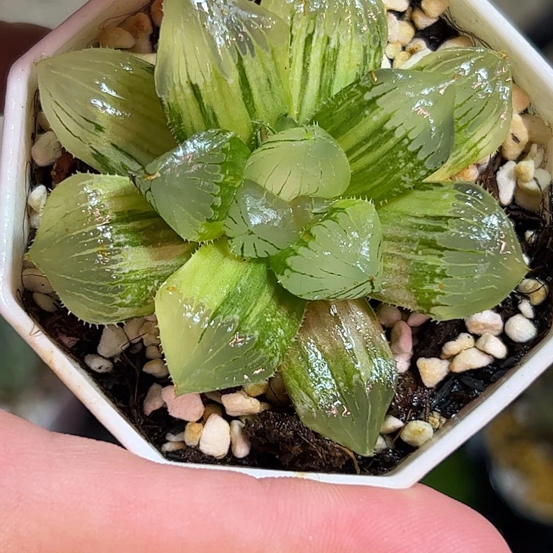 糯玉露锦十二卷多肉植物