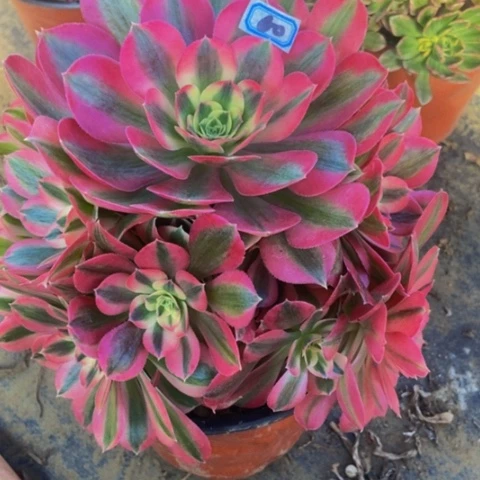 粉女巫多肉植物一物一拍60多肉