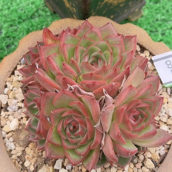 ^****不知名1058多肉植物