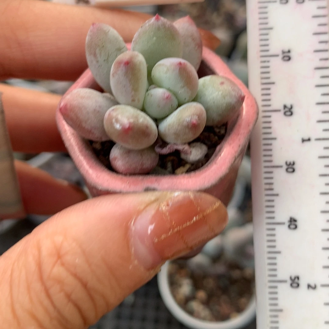 雪奶 不满28发到付 发一片叶