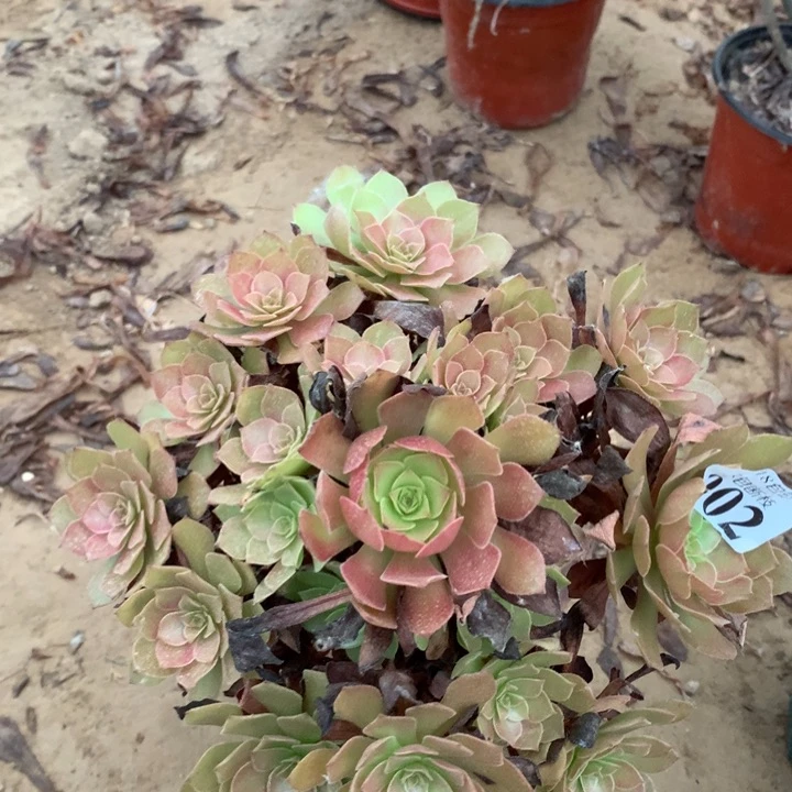 002桃花石手捧1北头