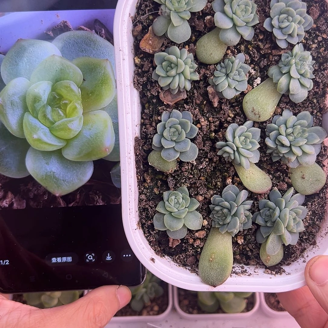 随机发一个单双T17甜心