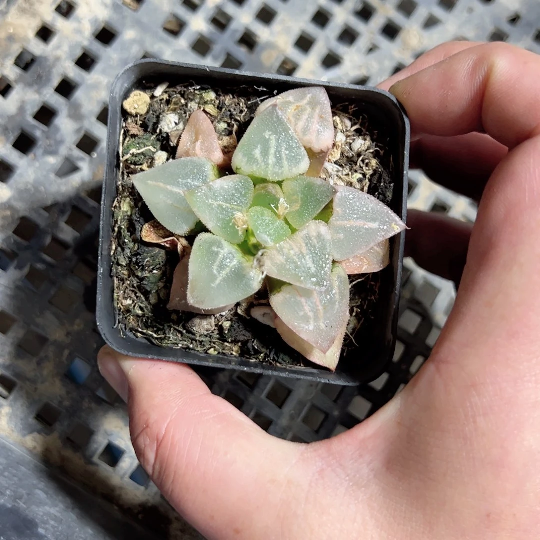 糖*3153多肉植物一颗