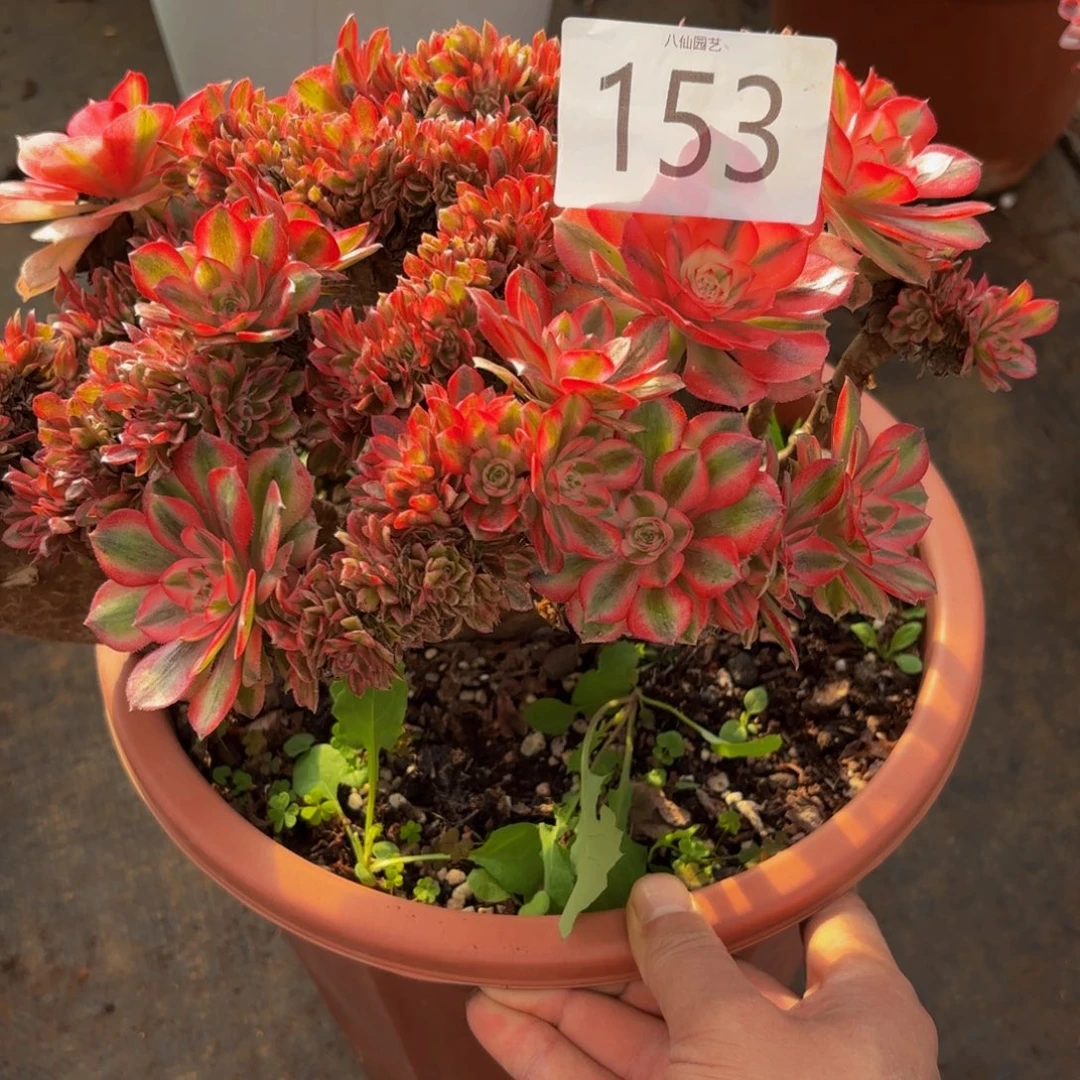 ****บ153倾城缀有伤不售后