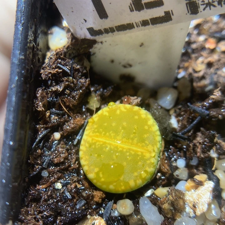 Zzx精品生石花1278