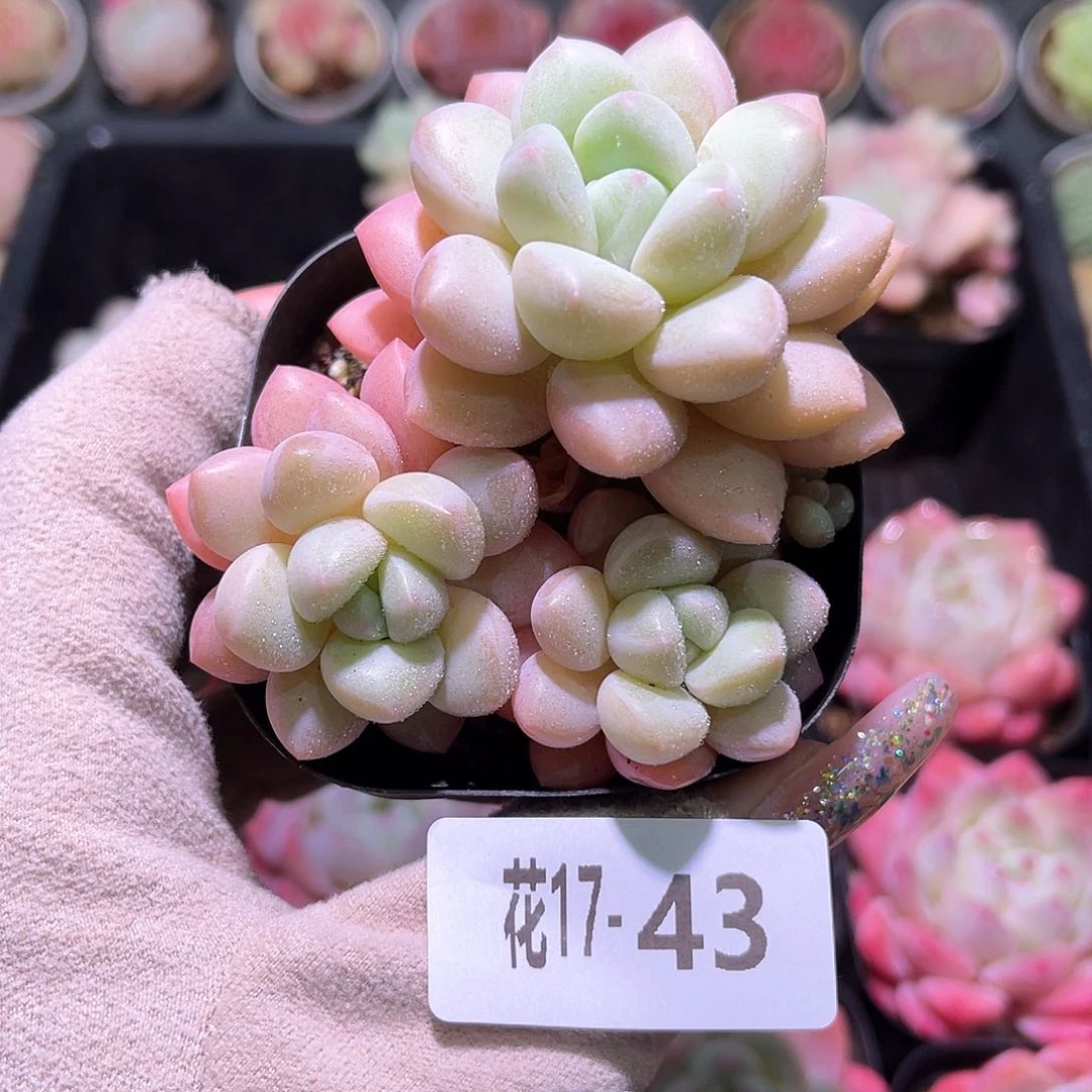 花利美17-43泡泡糖