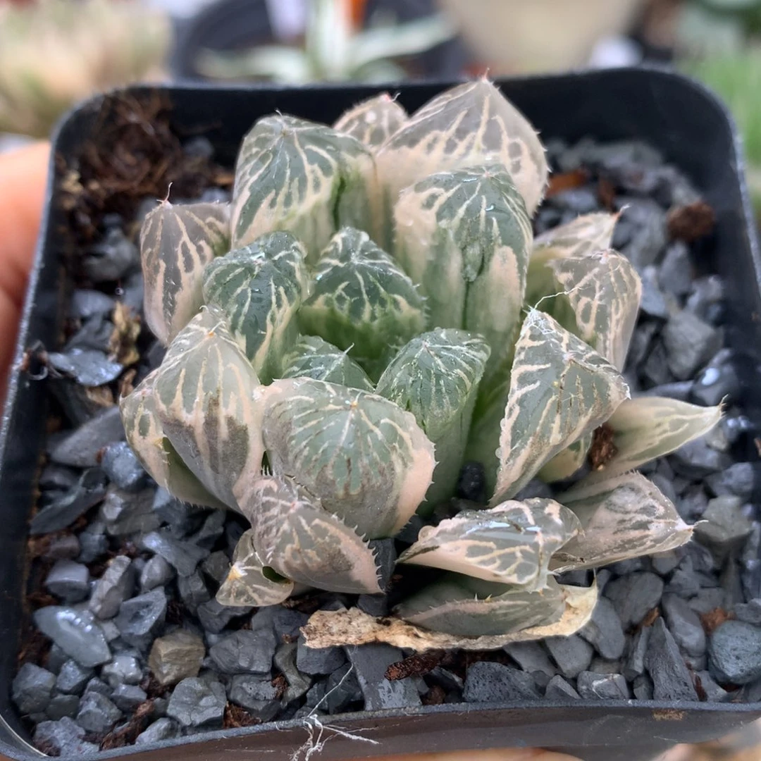 白斑玉露锦，带盆一起