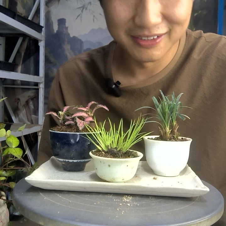 @*X中青园艺一物一拍19