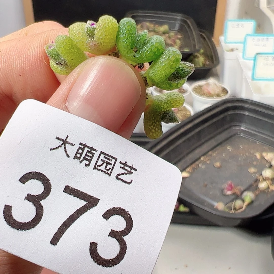 0000373 一物一拍……