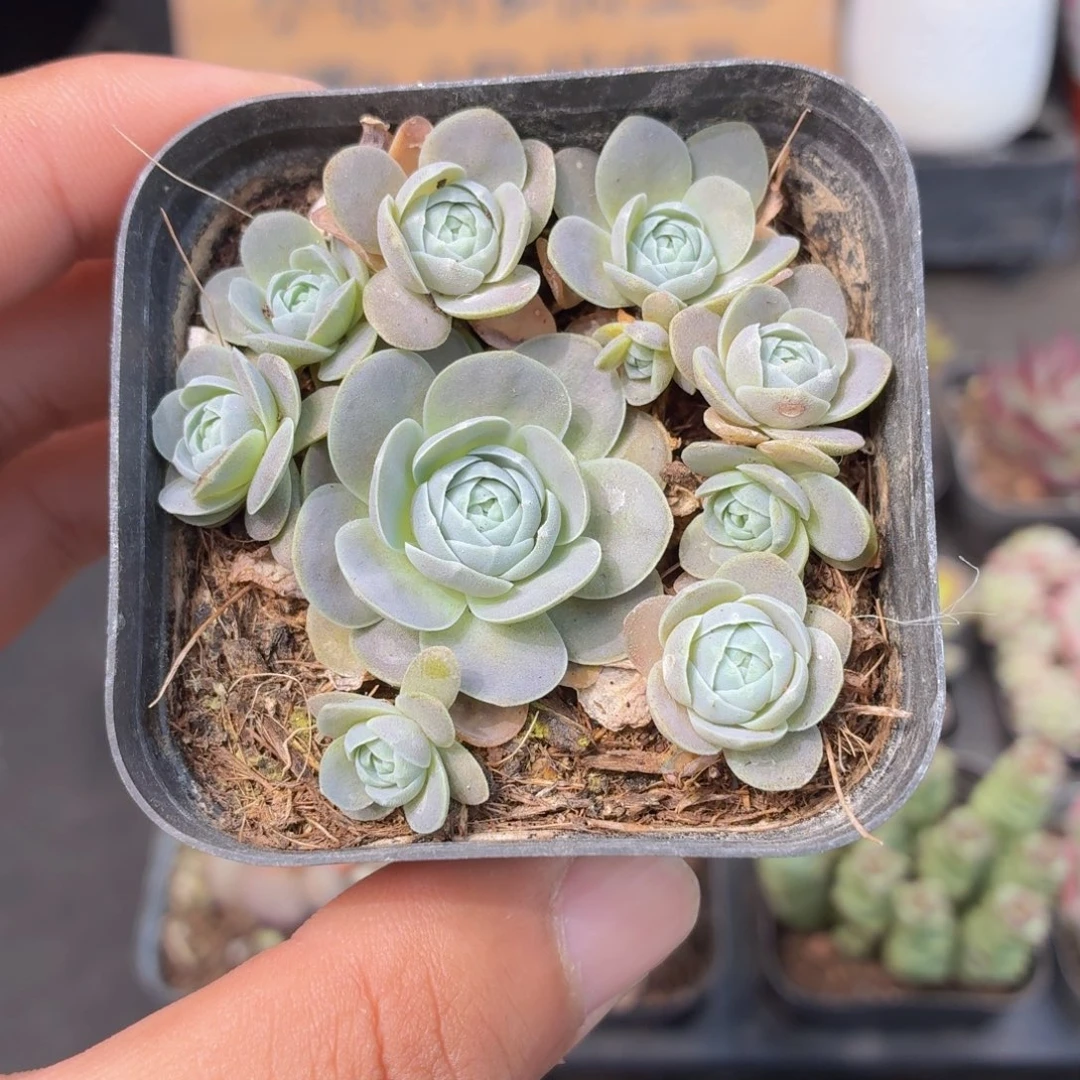 子持莲华多肉9.9包邮发货