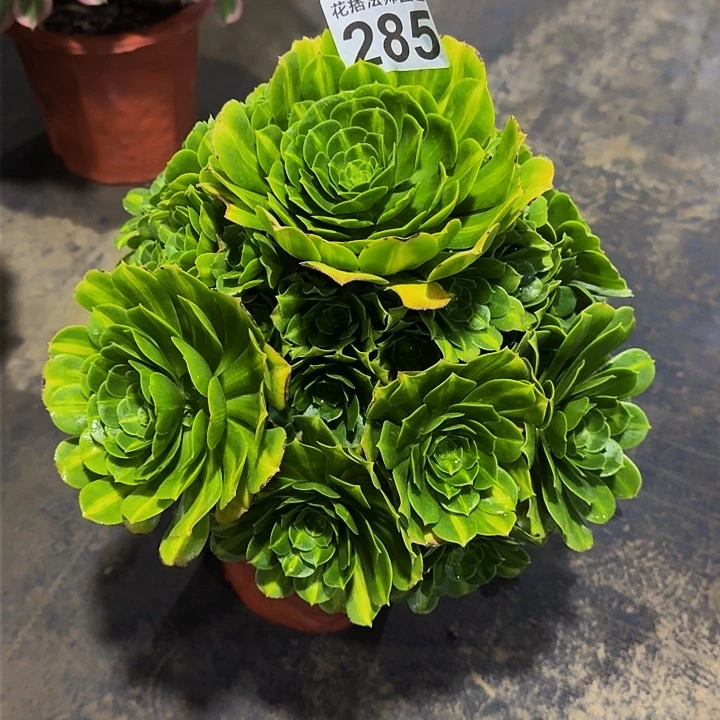 红陶翡翠琉璃285