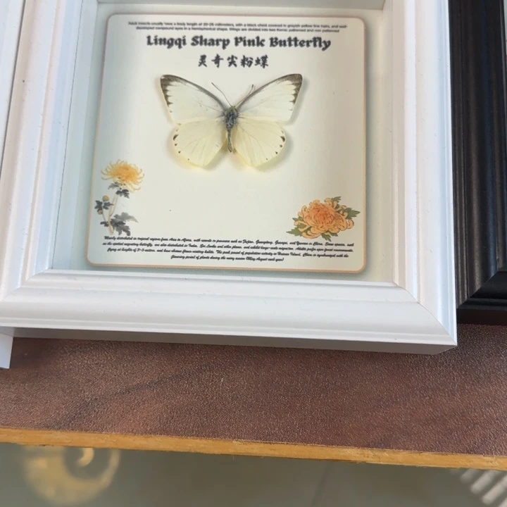 有机玻璃蝴蝶标本蝴蝶标本
