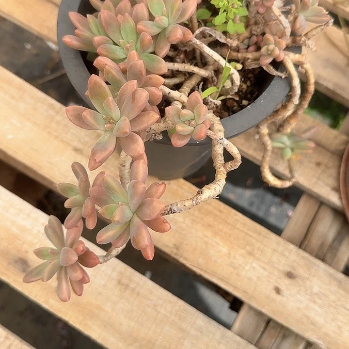 顺****缘秋丽老桩福利出好养不售后