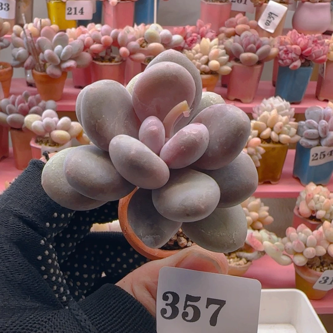 奶酪357 ，带盆土发货，满38包邮非偏远。