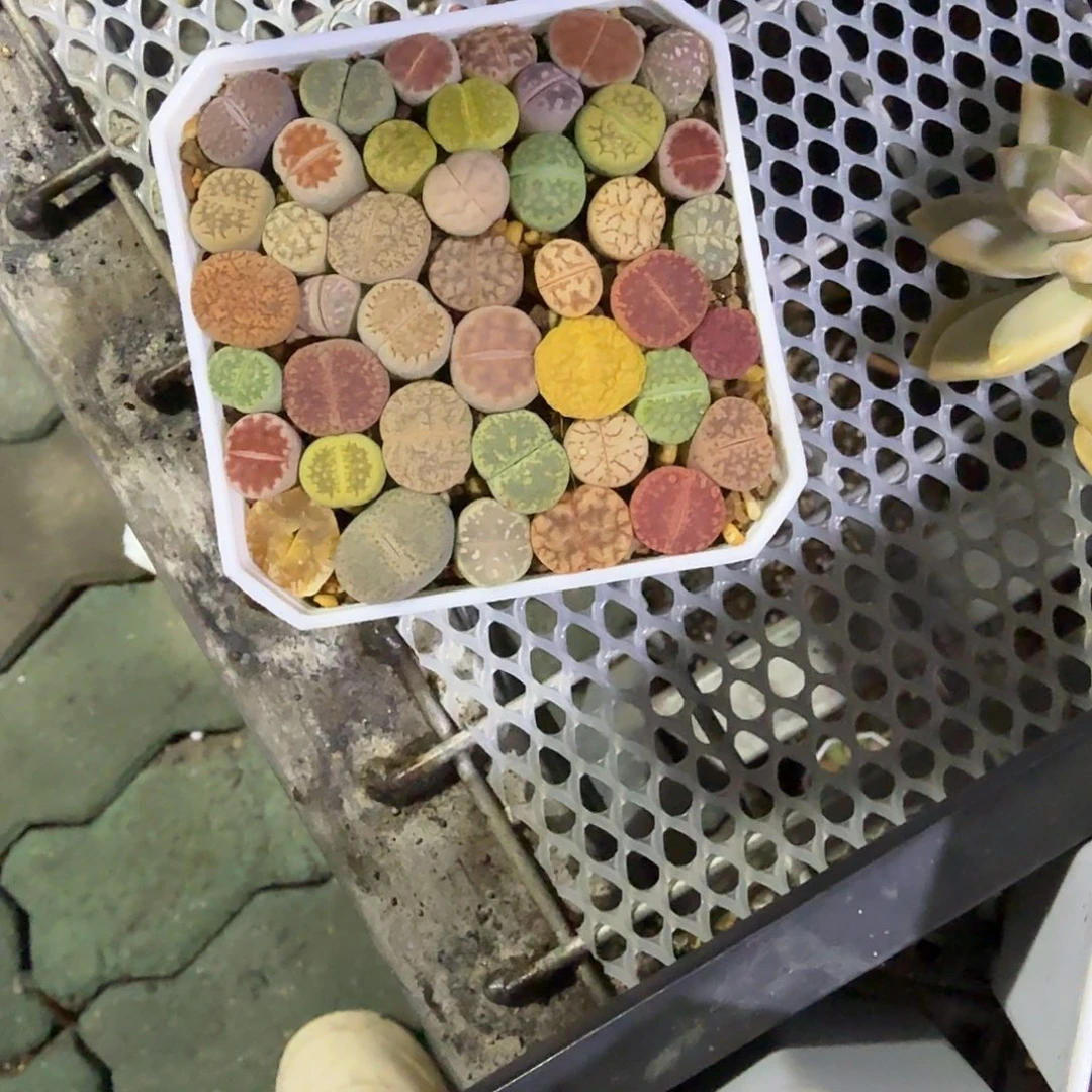 生实话多肉植物精品