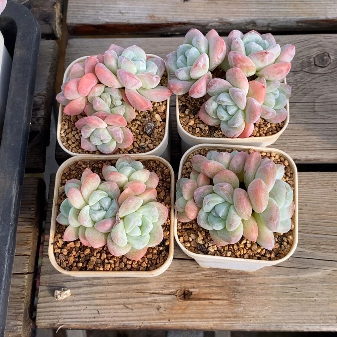 我们是真的爱对方呀还是因为对方