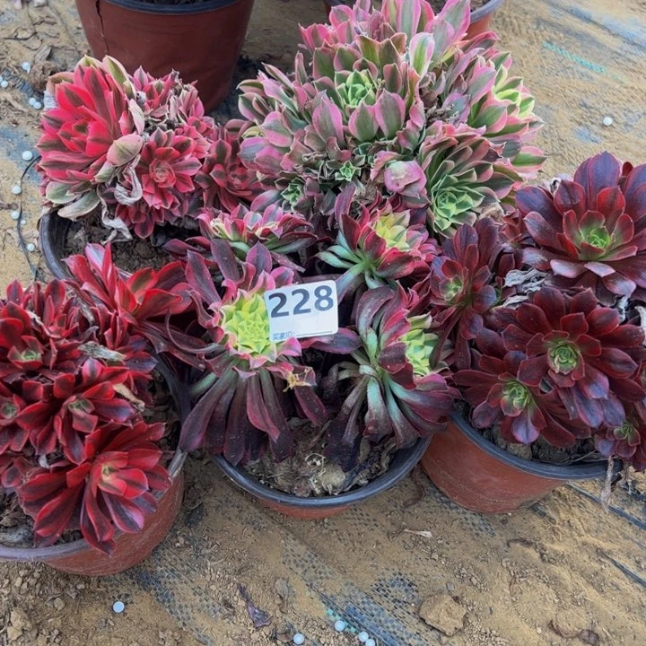 组合5颗多肉植物228