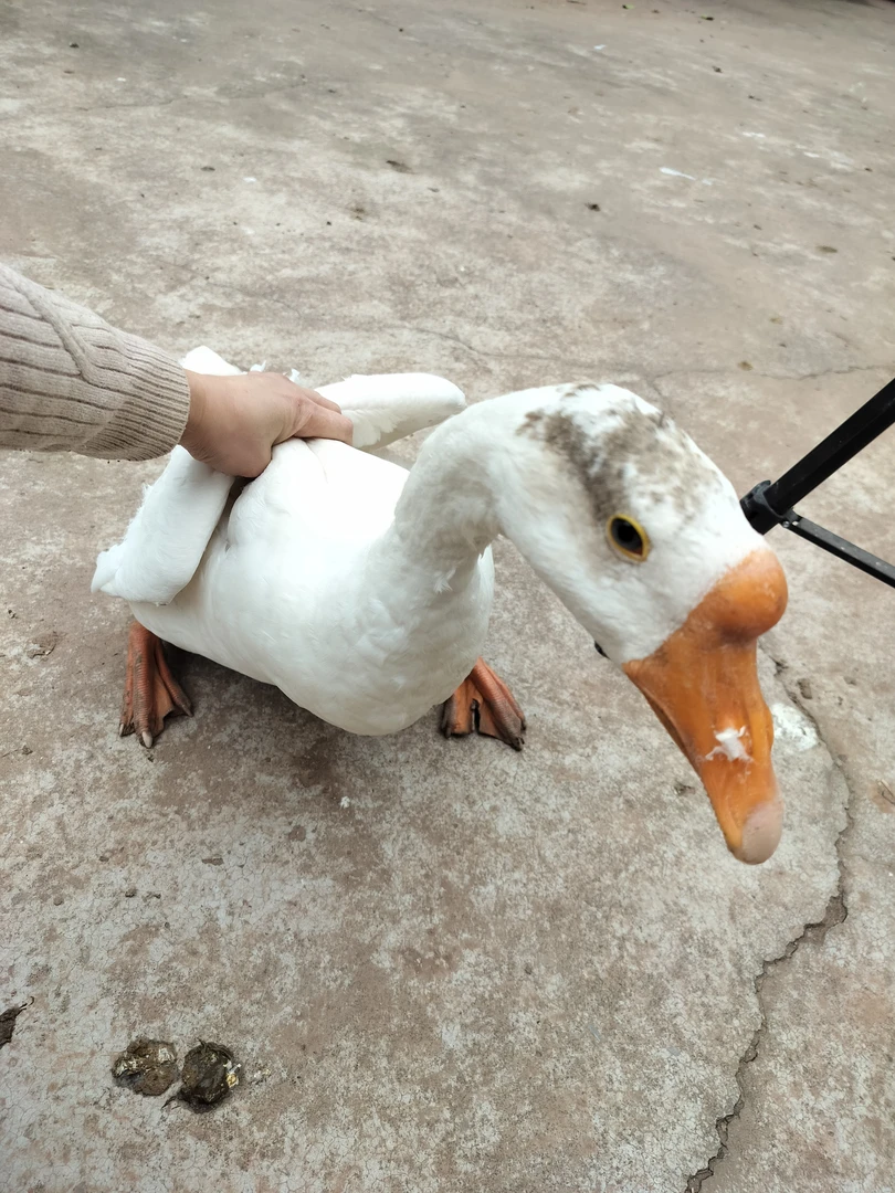 散养青青草原老白鹅（宰杀不退）