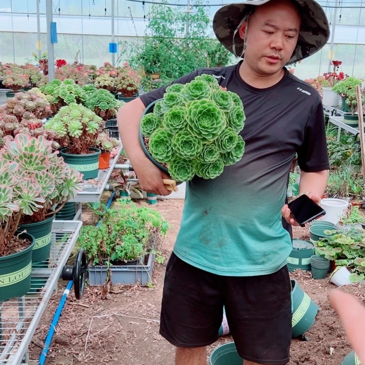 大颗辛尼亚多肉法师