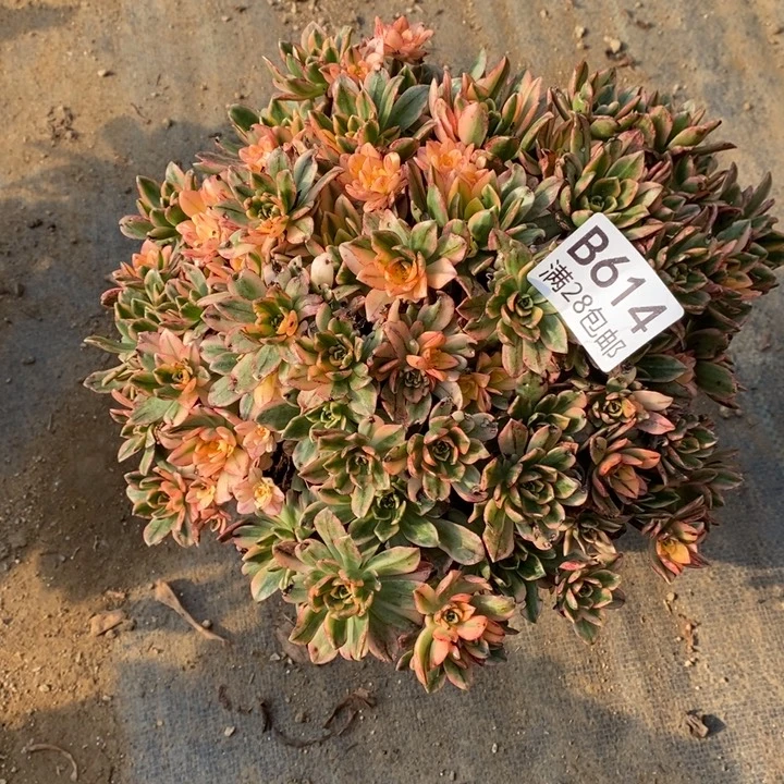 豆***豆甜茶多肉断头不包614