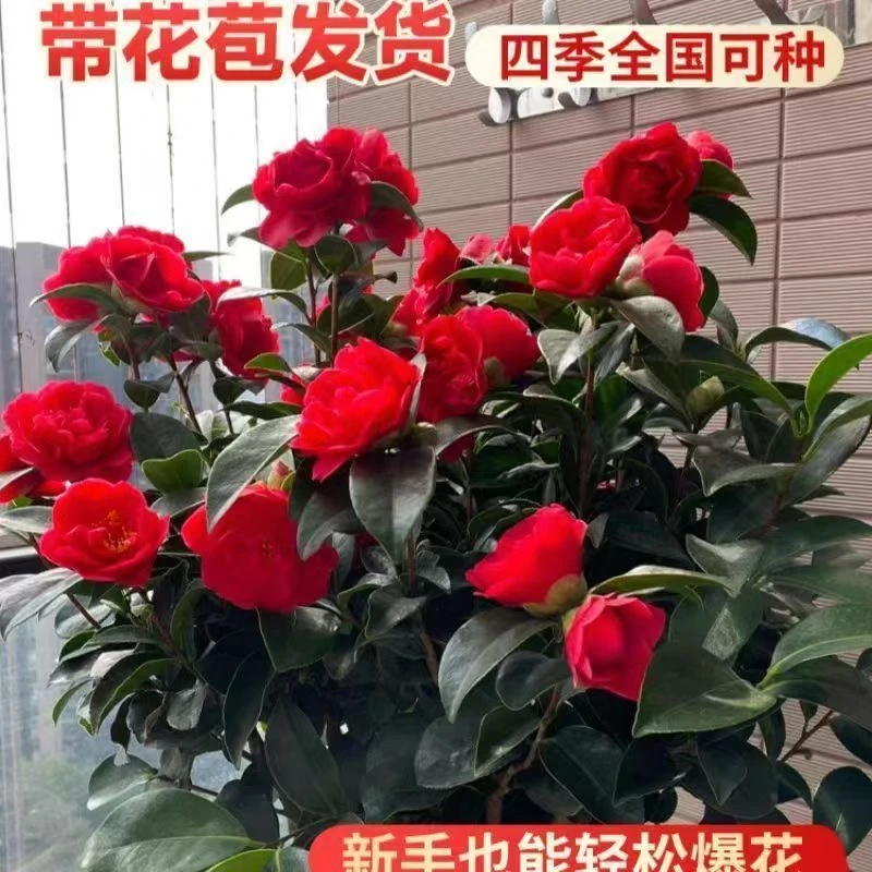 带盆高度90-100cm大红赤丹品种茶花