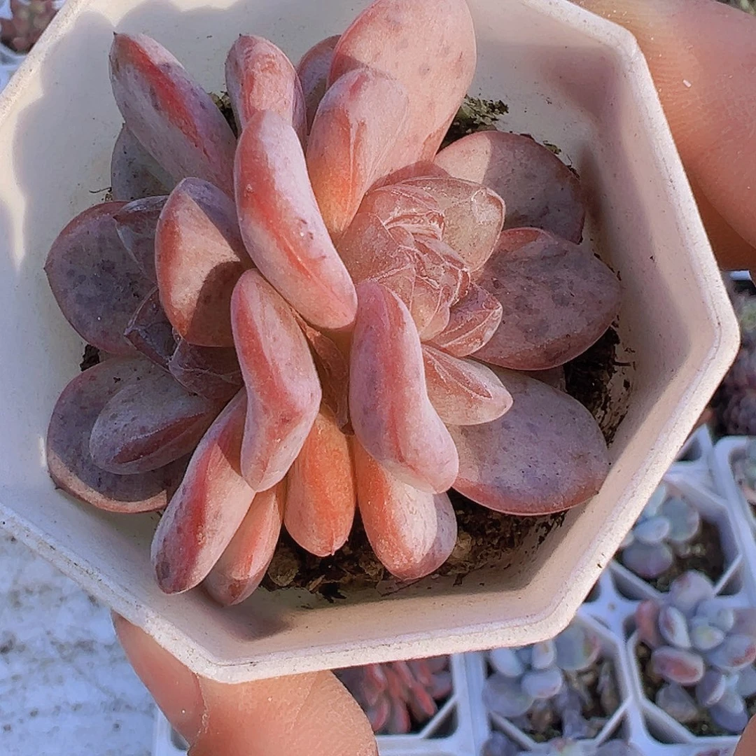 双头粉星星珍妮19包邮