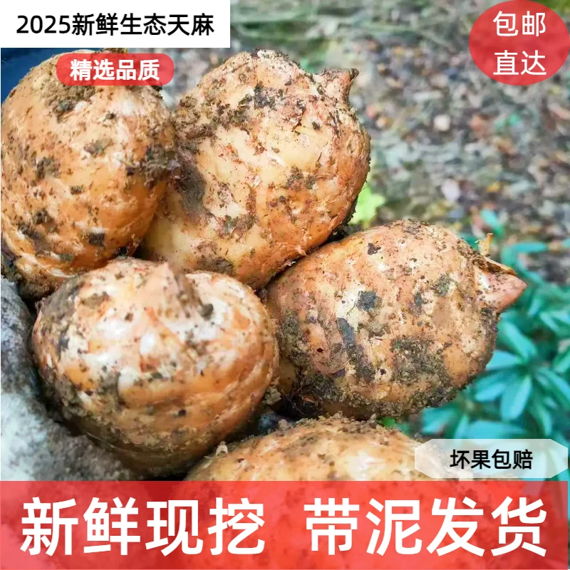 【天麻】乌蒙山脉新鲜天麻正宗人种天养个大饱满匀称新鲜发货包邮