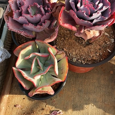 叶*多肉植物杂交 3棵