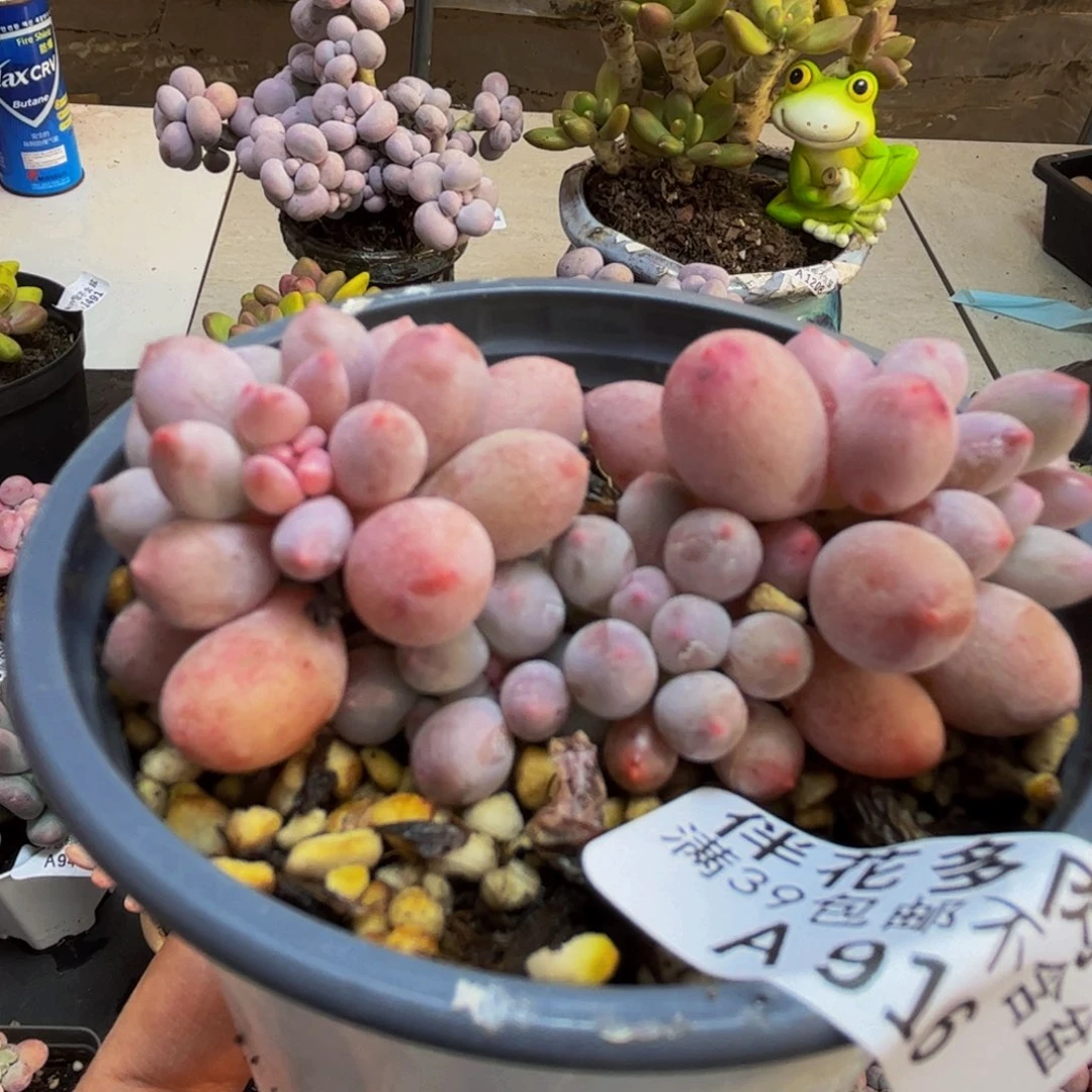 916/6cm手指奶多肉植物