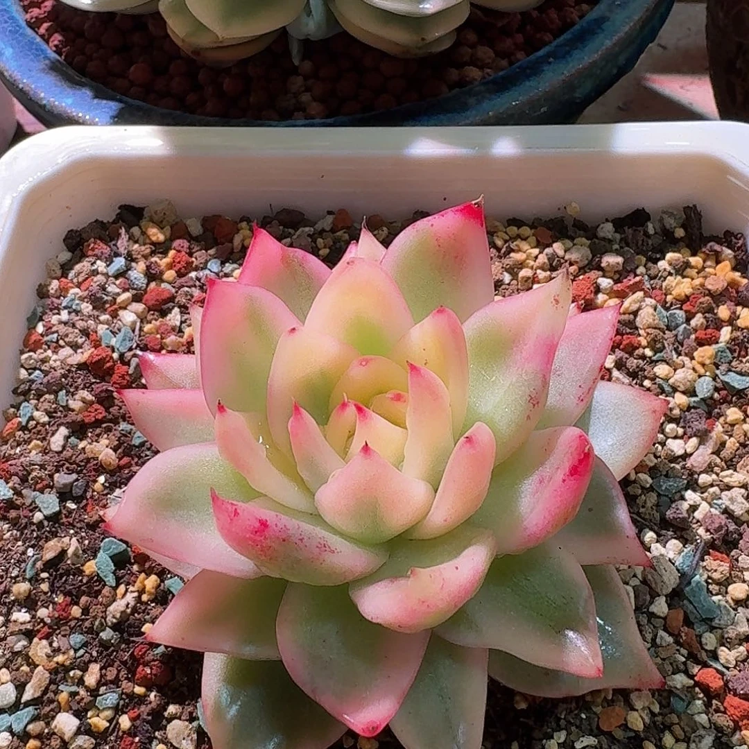 祝福锦 多肉老桩